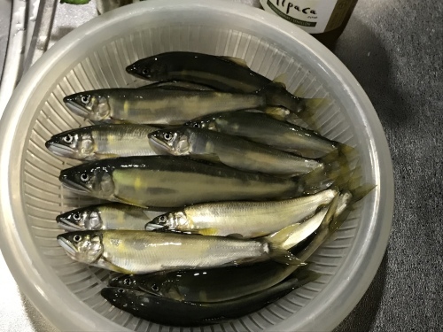 庄川の鮎毛鉤釣り : 鮎毛鉤釣りの旅
