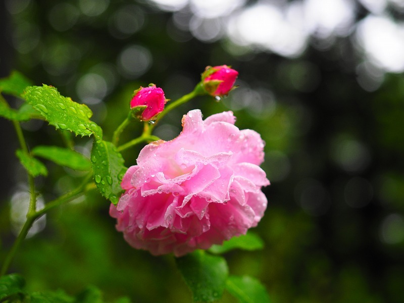 ユリ＆アジサイの前に…雨のバラ百合が原公園_a0174783_17595601.jpg