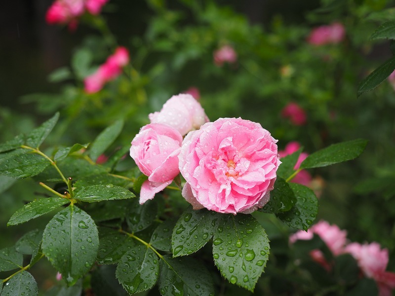 ユリ＆アジサイの前に…雨のバラ百合が原公園_a0174783_18021968.jpg