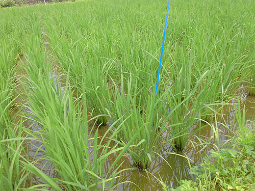 7月2日の田んぼ(月光原小・西根小) _d0247484_1410181.jpg