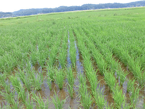 7月2日の田んぼ(目黒角田絆交流田) _d0247484_15201053.jpg