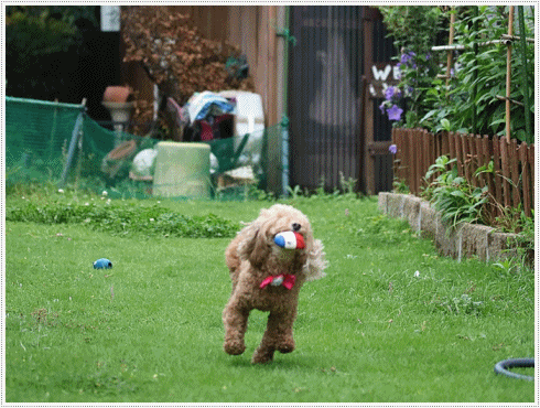 b0175688_21053122.gif