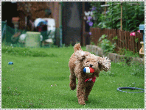 b0175688_21053823.gif