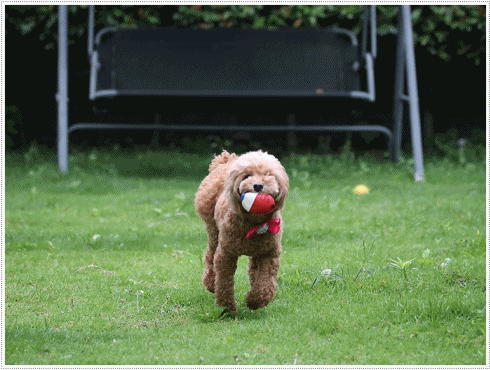 b0175688_21054148.gif