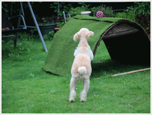 b0175688_21055374.gif