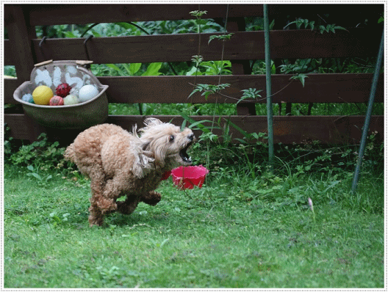 b0175688_21065767.gif
