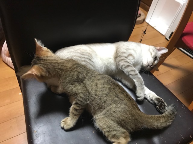 むぎがやって来てもうすぐ2ヶ月♪_f0232994_15195887.jpg