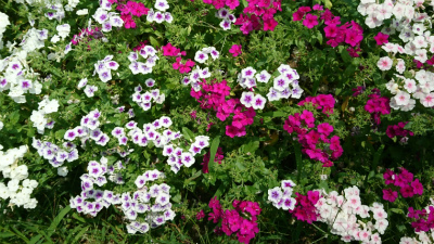 c0125501_23060955.jpg