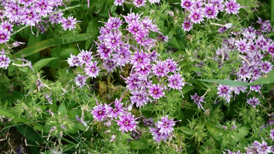 c0125501_23063394.jpg