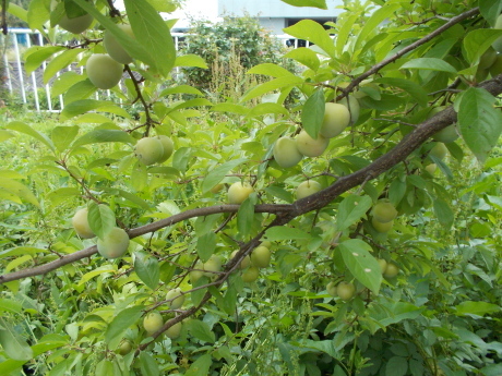a0203003_17454054.jpg