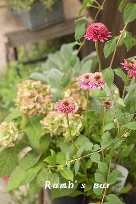 夕霧草に紫陽花がかわいい エキナセアも Ramb S Ear ﾗﾑｽﾞｲﾔｰ