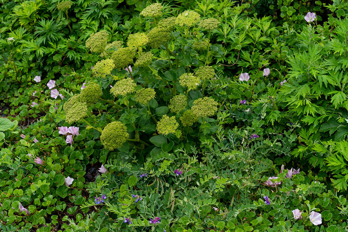 礼文　天上の花園を行く　Rebun Isle, Hokkaido #SONYα9_c0065410_22594377.jpg
