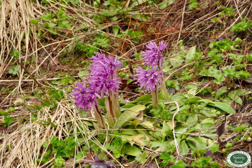 乗鞍岳はお花の季節へ〜_a0353718_21282804.jpg