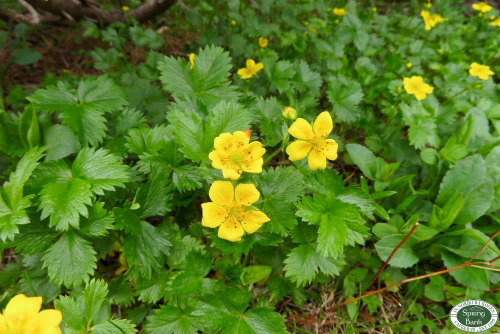 乗鞍岳はお花の季節へ〜_a0353718_21283215.jpg