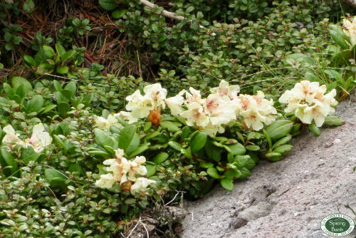 乗鞍岳はお花の季節へ〜_a0353718_21283737.jpg