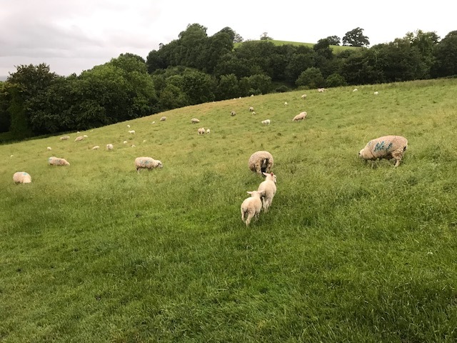 イギリスの旅② レイライン_d0085018_00512382.jpg