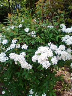 c0074721_16203705.jpg