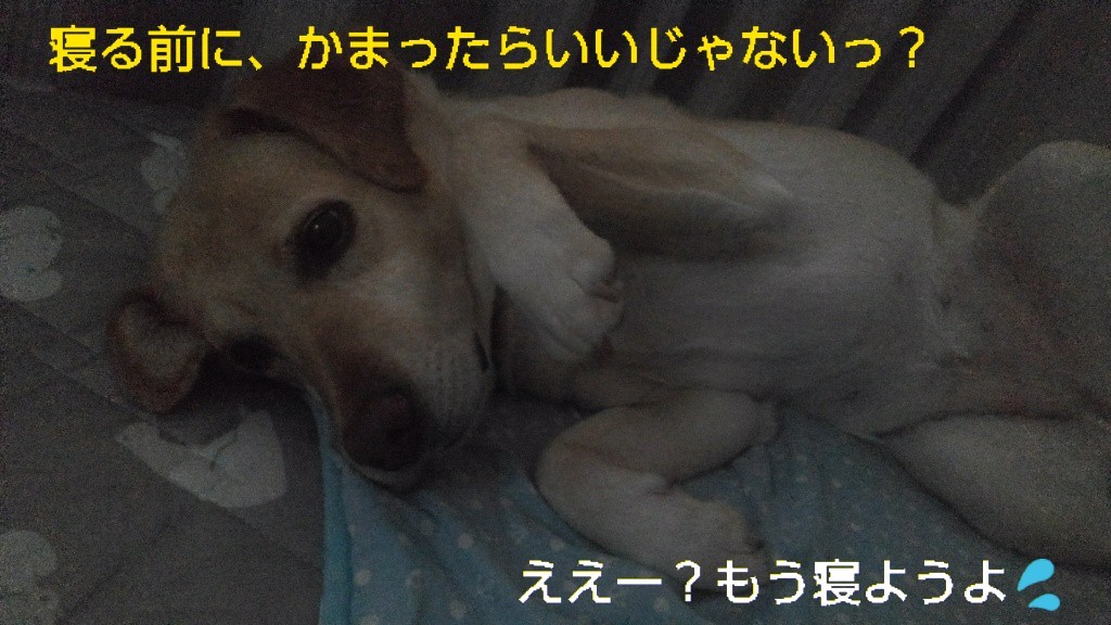 b0339522_21474330.jpg