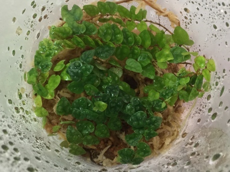 190703 熱帯魚 金魚 めだか 水草 観葉植物_f0189122_14561539.jpeg
