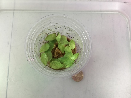 190703 熱帯魚 金魚 めだか 水草 観葉植物_f0189122_15002743.jpeg