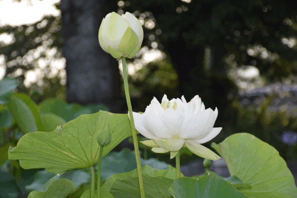 白いハスの花が咲きました ふんだりけブログ