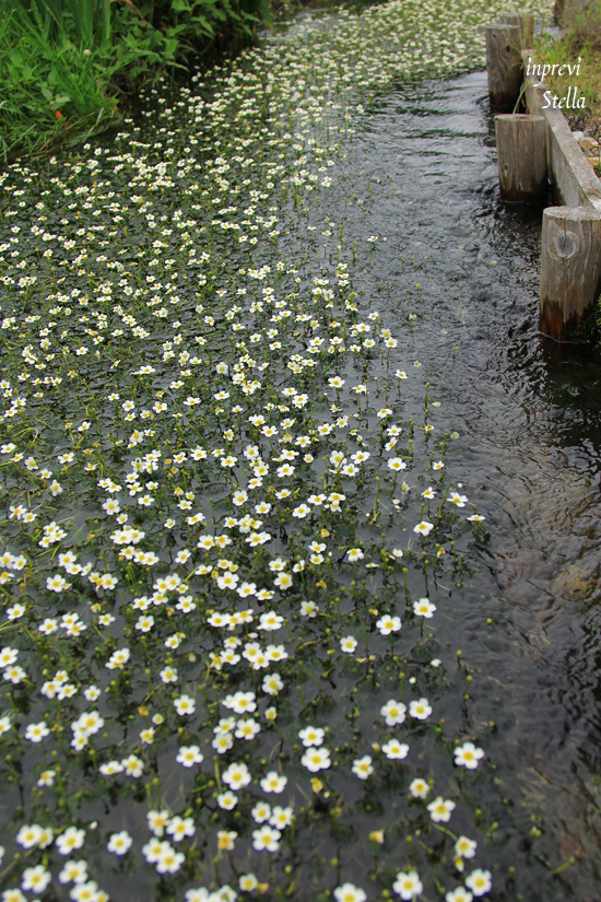 清水に咲く花_d0015026_10073416.jpg