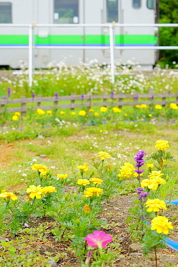新緑芽吹く北の大地を巡る(4日目)_f0037227_19572317.jpg
