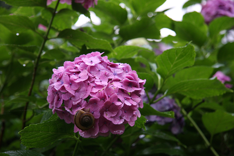 京都回顧 初夏の花咲くお寺－藤森神社の紫陽花－ _b0169330_7274754.jpg