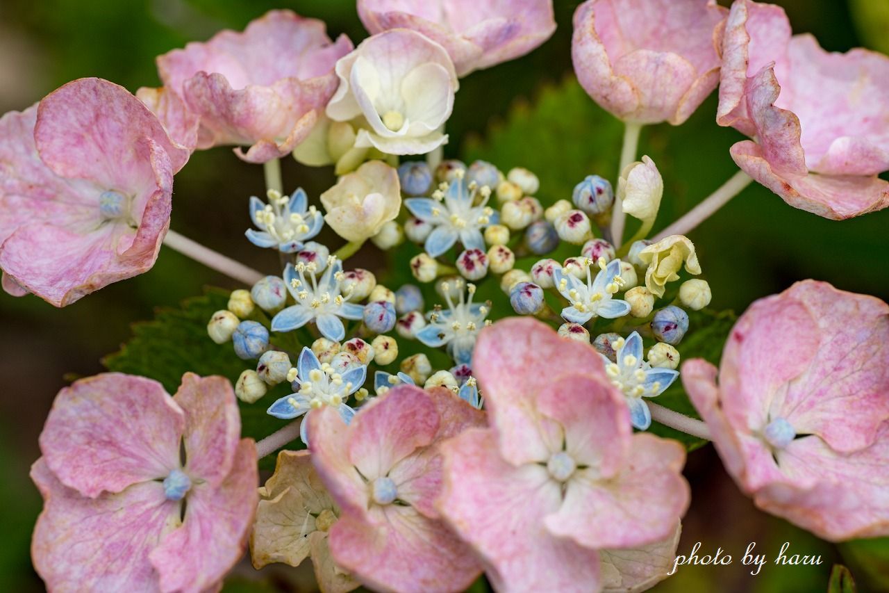 まだまだ、紫陽花_f0297537_09362103.jpg