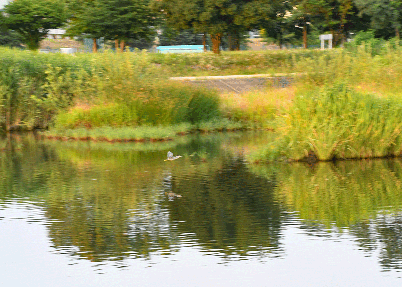 d0290240_19322505.gif