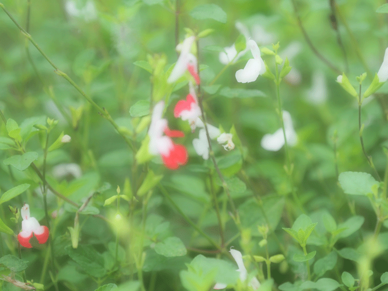 d0290240_19364900.gif