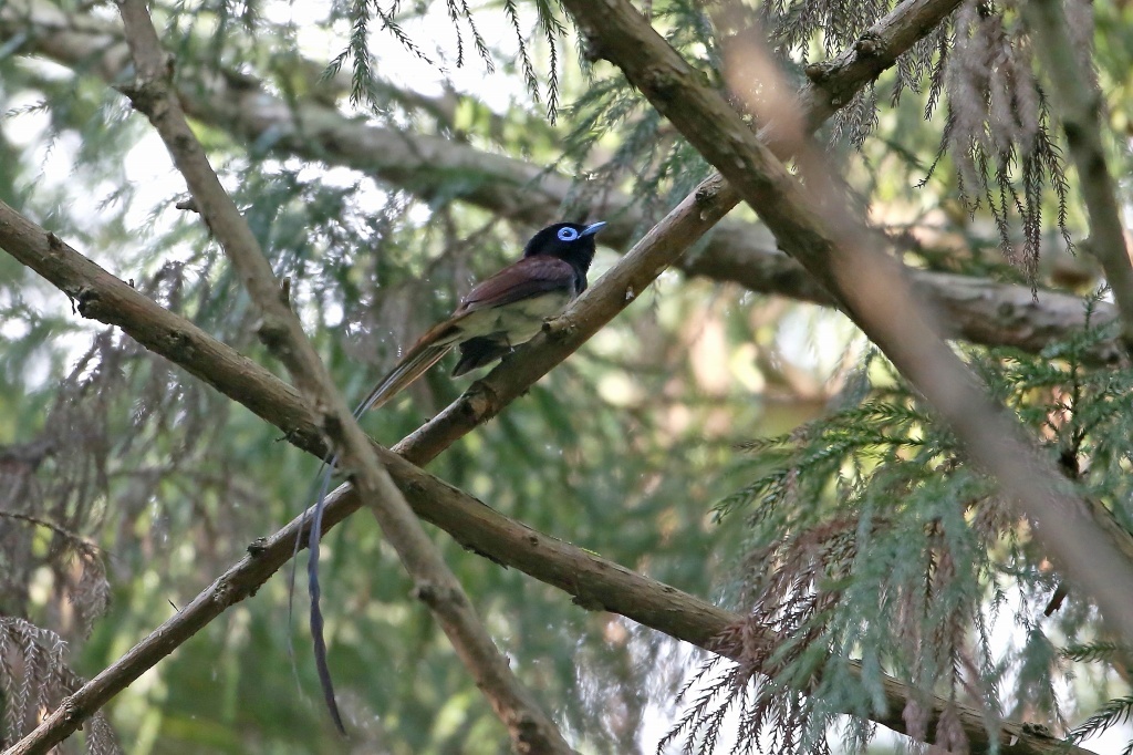 長い尾のサンコウチョウ_f0366449_21164995.jpg