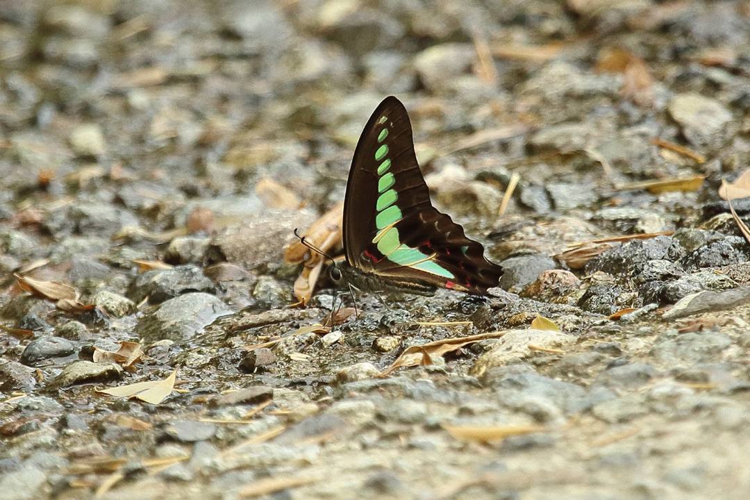 e0403850_12231291.jpg