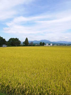 『七城米』 長尾農園 令和元年度の田植えを現地取材!美しすぎる田んぼの田植えが今年も無事終了!_a0254656_16265467.jpg
