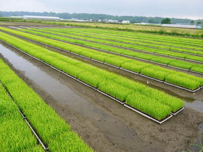 『七城米』 長尾農園 令和元年度の田植えを現地取材!美しすぎる田んぼの田植えが今年も無事終了!_a0254656_16390234.jpg
