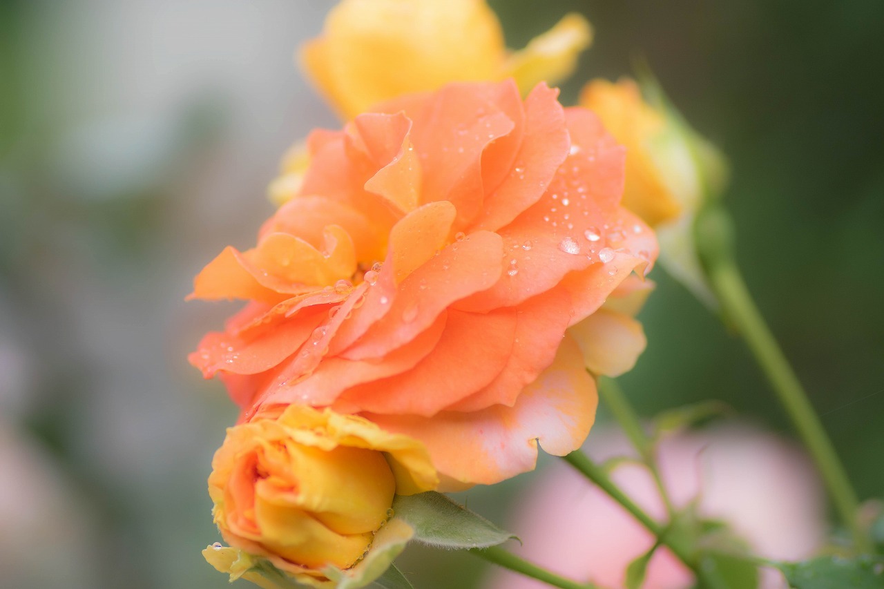 薔薇と紫陽花とメロ＆ハモ_c0260264_14394774.jpg