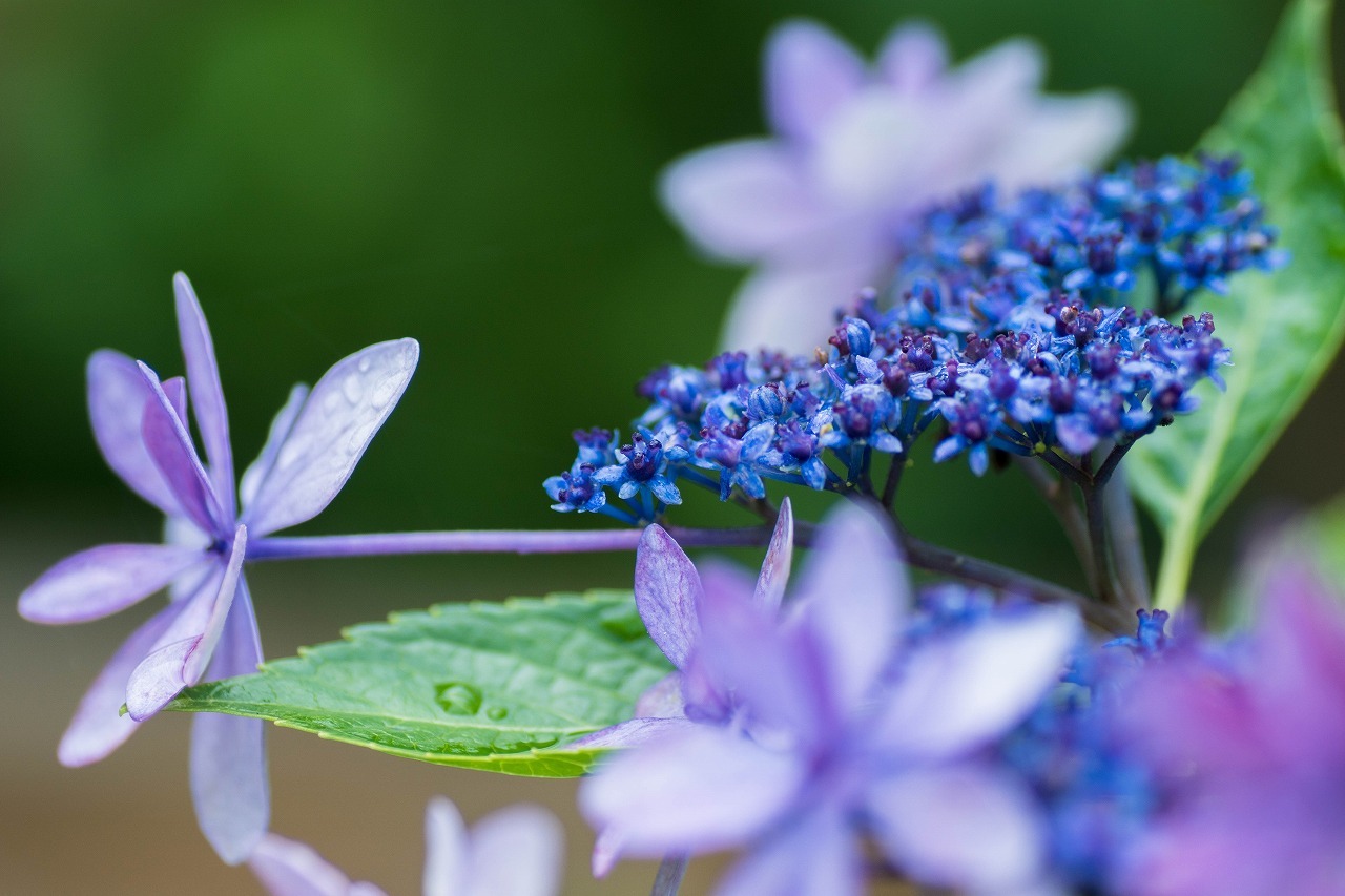 薔薇と紫陽花とメロ＆ハモ_c0260264_14405262.jpg