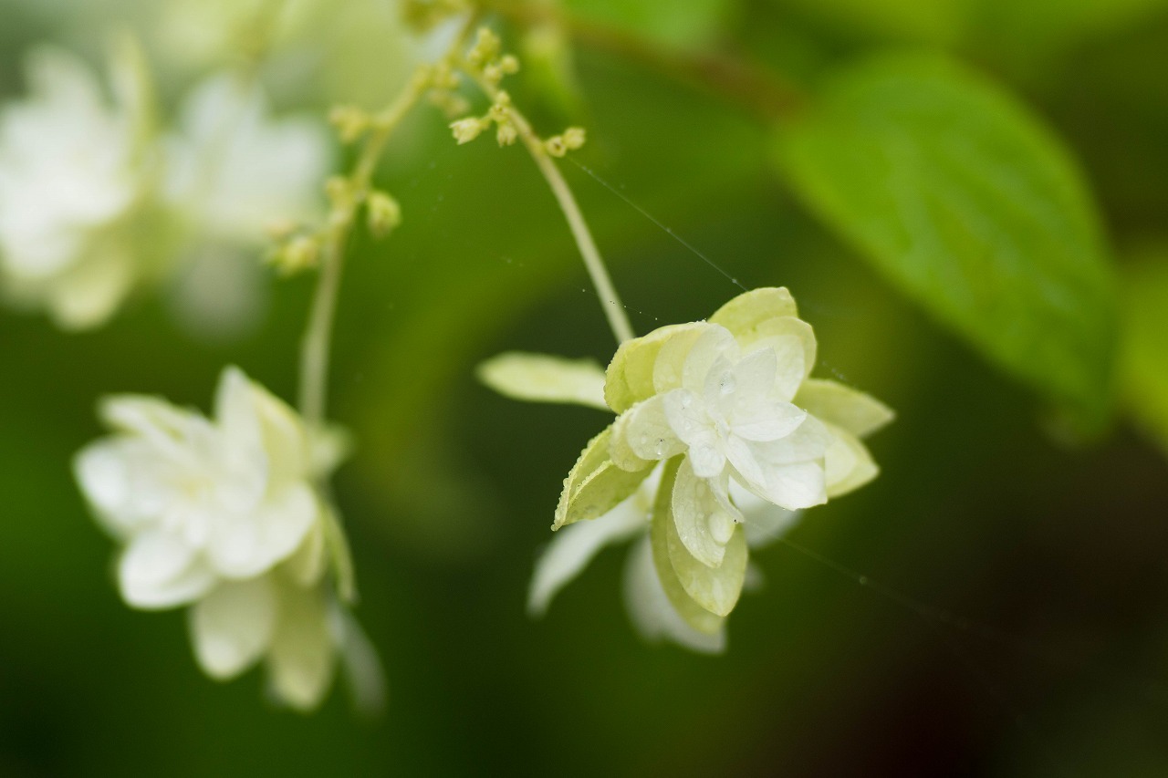 薔薇と紫陽花とメロ＆ハモ_c0260264_14412557.jpg