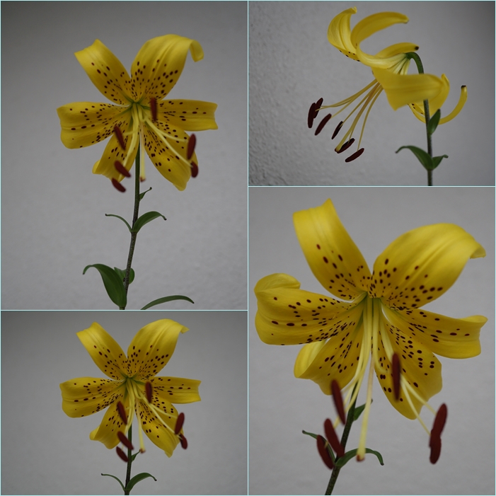 黄金オニユリが開花しました そうだ 山に登ろう 黄金オニユリが開花しました そうだ 山に登ろう