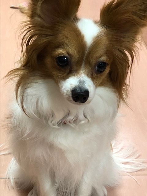マロンちゃんのお泊り(2019・7・3)_e0367571_21405295.jpg