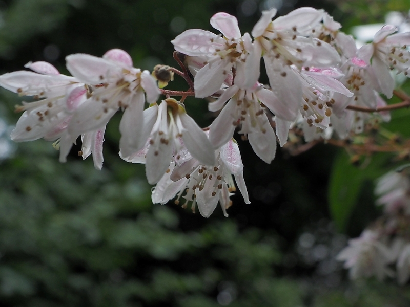 曇り空の北大植物園で咲いていた花々　　０７０３_c0183777_19284057.jpg