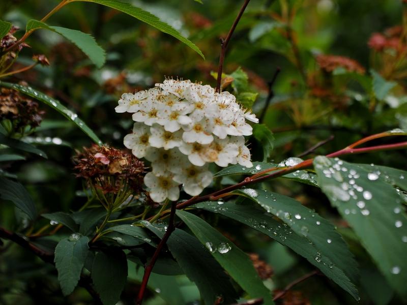 曇り空の北大植物園で咲いていた花々　　０７０３_c0183777_19343917.jpg