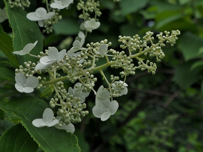 曇り空の北大植物園で咲いていた花々　　０７０３_c0183777_19394468.jpg