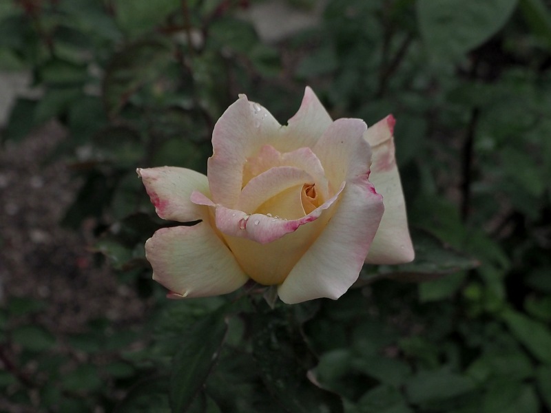 c0183777_2004120.jpg