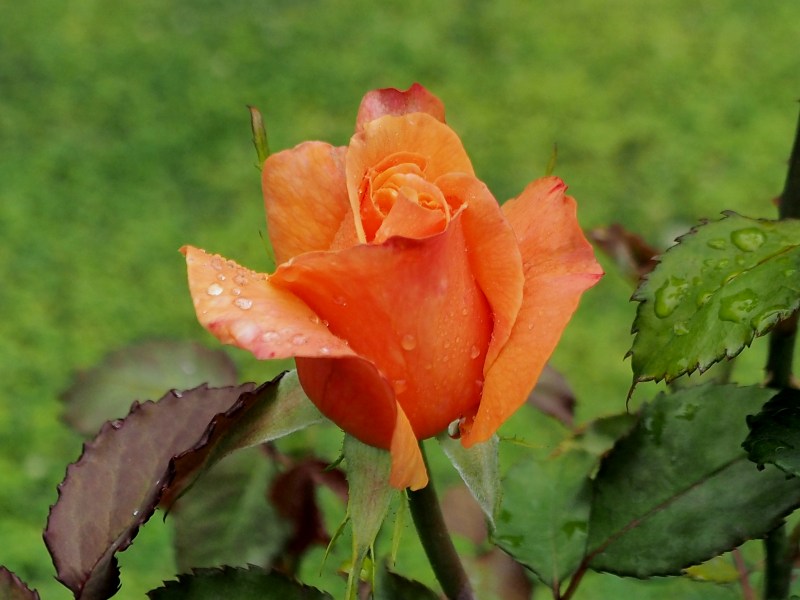 c0183777_20124611.jpg