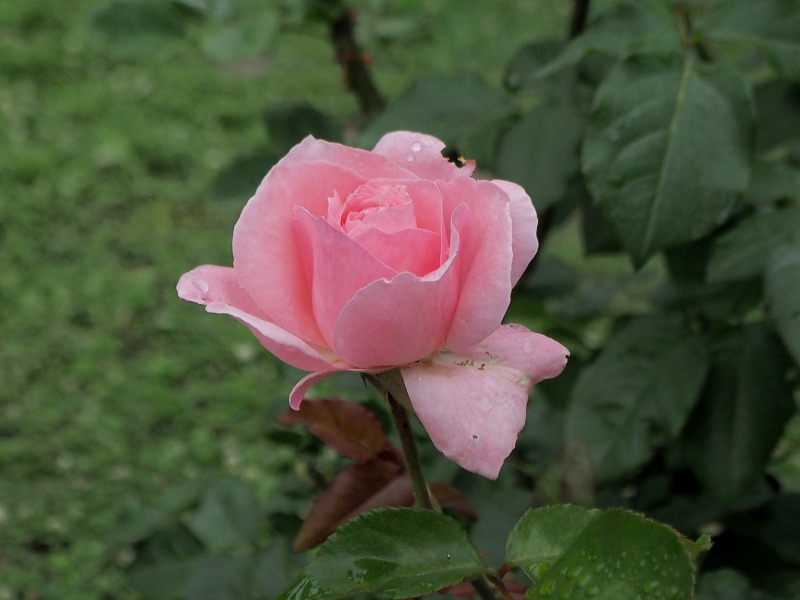 曇り空の北大植物園で咲いていた花々　　０７０３_c0183777_2013176.jpg