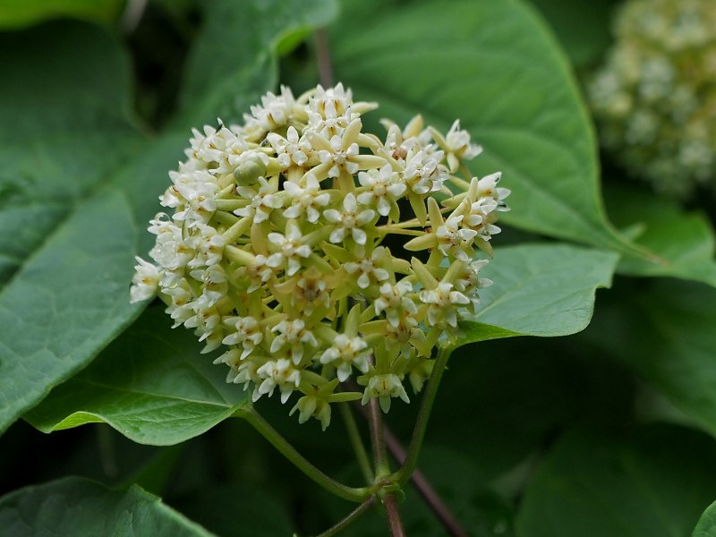 曇り空の北大植物園で咲いていた花々　　０７０３_c0183777_20164211.jpg