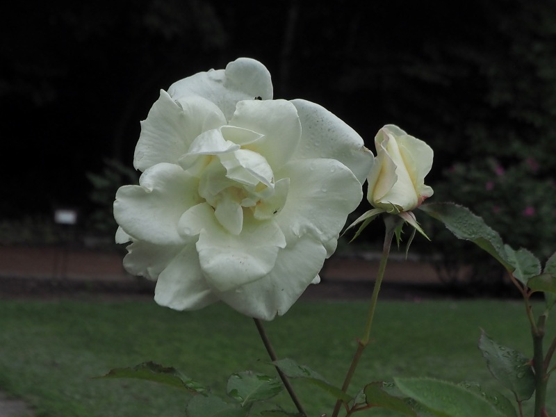 c0183777_2022178.jpg