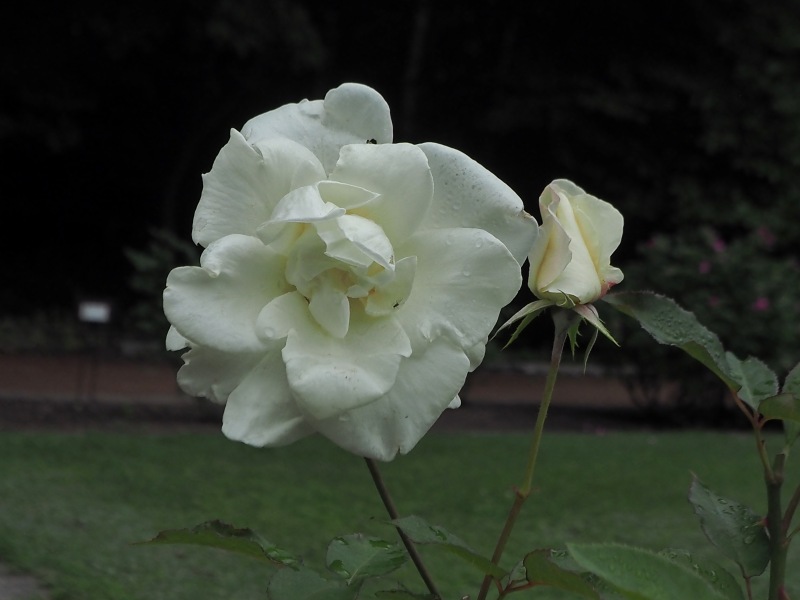 曇り空の北大植物園で咲いていた花々　　０７０３_c0183777_2022178.jpg