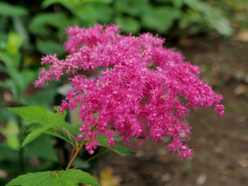 c0183777_2029011.jpg